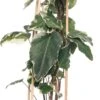 Klimop (Hedera 'Gloire De Marengo') D 16 H 75 Cm -Talen Tools Winkel 8714339260333 1