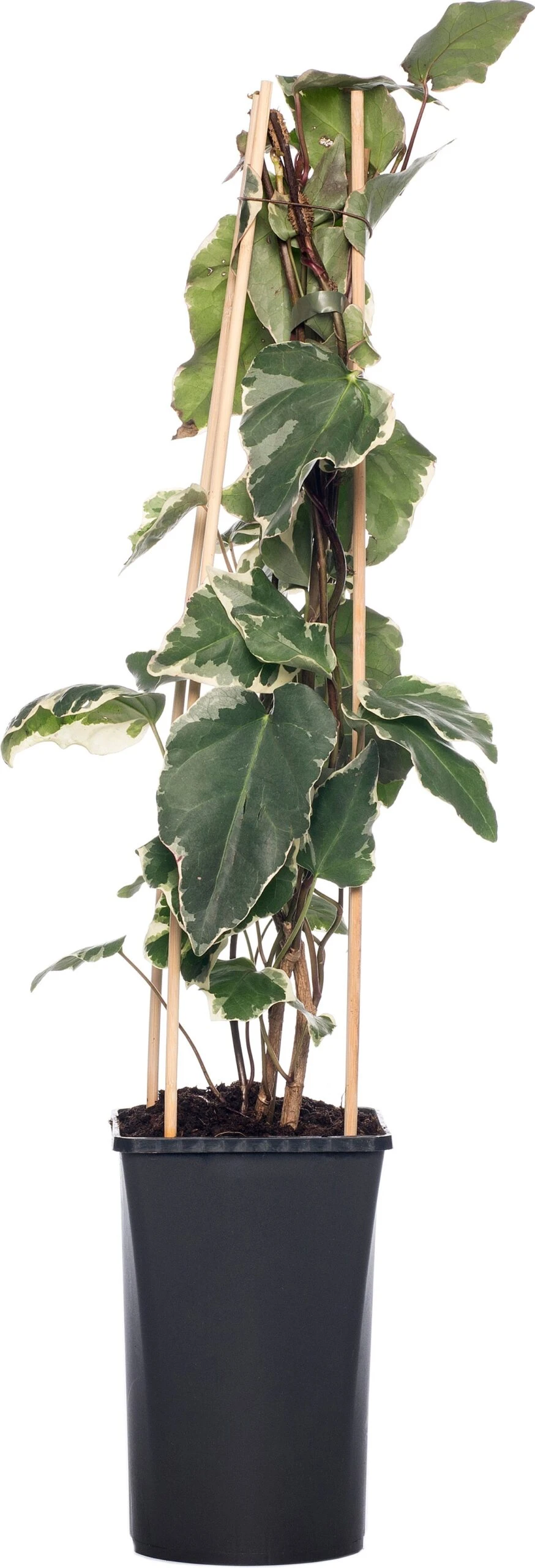 Klimop (Hedera 'Gloire De Marengo') D 16 H 75 Cm 3 Klimop (Hedera 'Gloire De Marengo') D 16 H 75 Cm