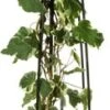 Klimop (Hedera 'Gloire De Marengo') D 23 H 117 Cm -Talen Tools Winkel 8714339260357 1 1 1