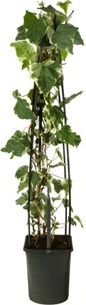 Klimop (Hedera 'Gloire De Marengo') D 23 H 117 Cm