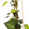 Klimop (Hedera Colchica 'Sulphur Heart') D 16 H 75 Cm -Talen Tools Winkel 8714339260432 1