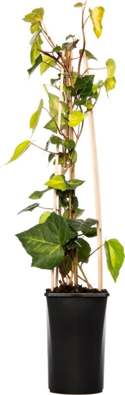 Klimop (Hedera Colchica 'Sulphur Heart') D 16 H 75 Cm