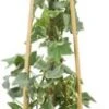 Klimop (Hedera Helix 'Glacier') D 16 H 75 Cm -Talen Tools Winkel 8714339260531 3 1