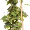 Klimop (Hedera Helix 'Goldchild') D 16 H 75 Cm