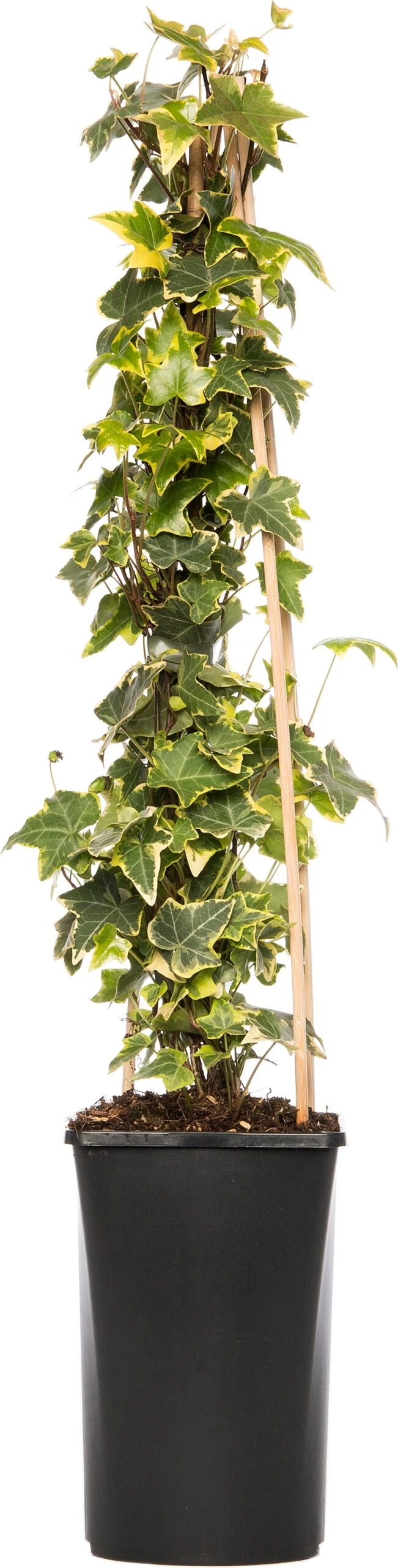 Klimop (Hedera Helix 'Goldchild') D 16 H 75 Cm 3 Klimop (Hedera Helix 'Goldchild') D 16 H 75 Cm