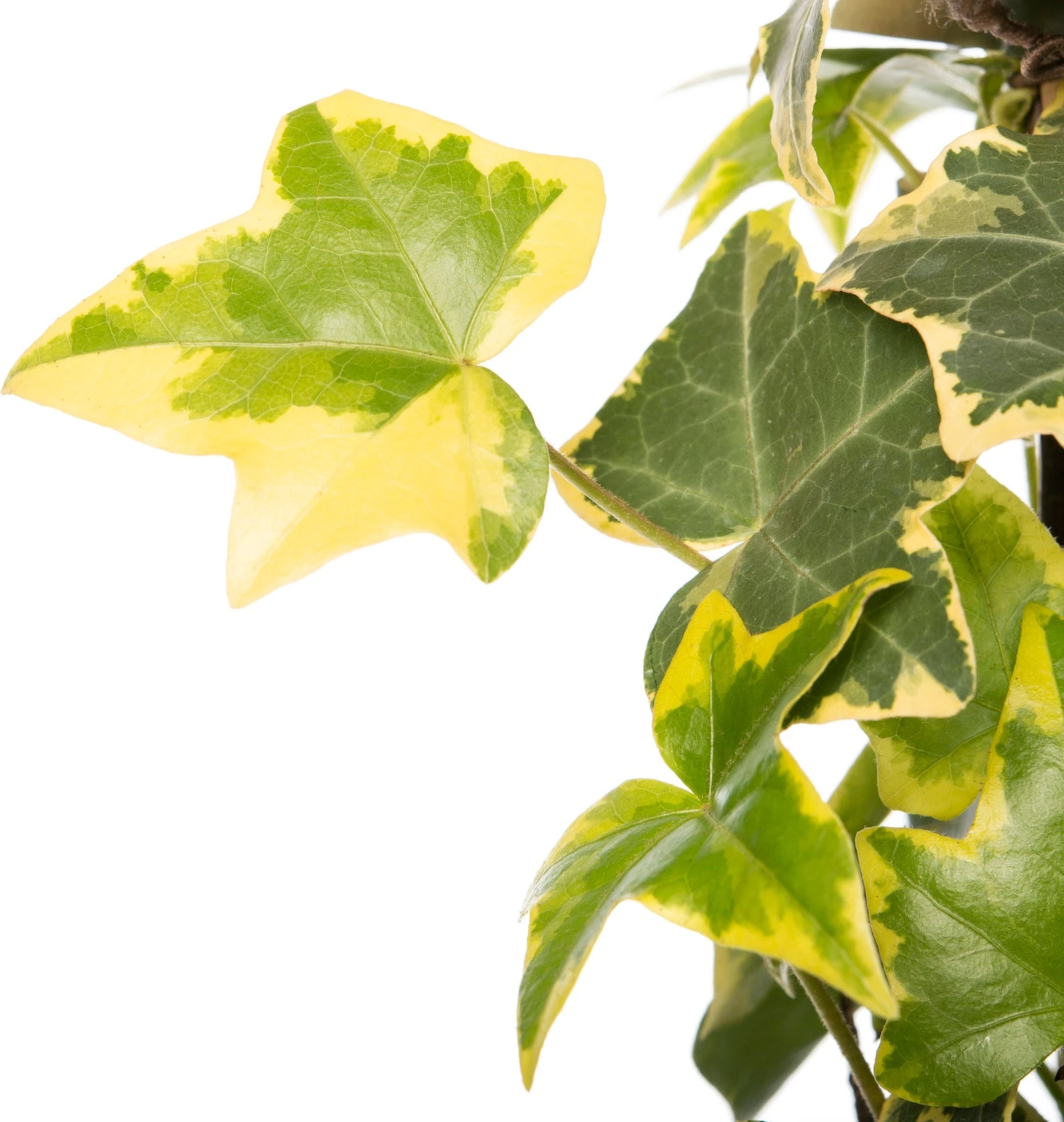 Klimop (Hedera Helix 'Goldchild') D 16 H 75 Cm 4 Klimop (Hedera Helix 'Goldchild') D 16 H 75 Cm - Afbeelding 2