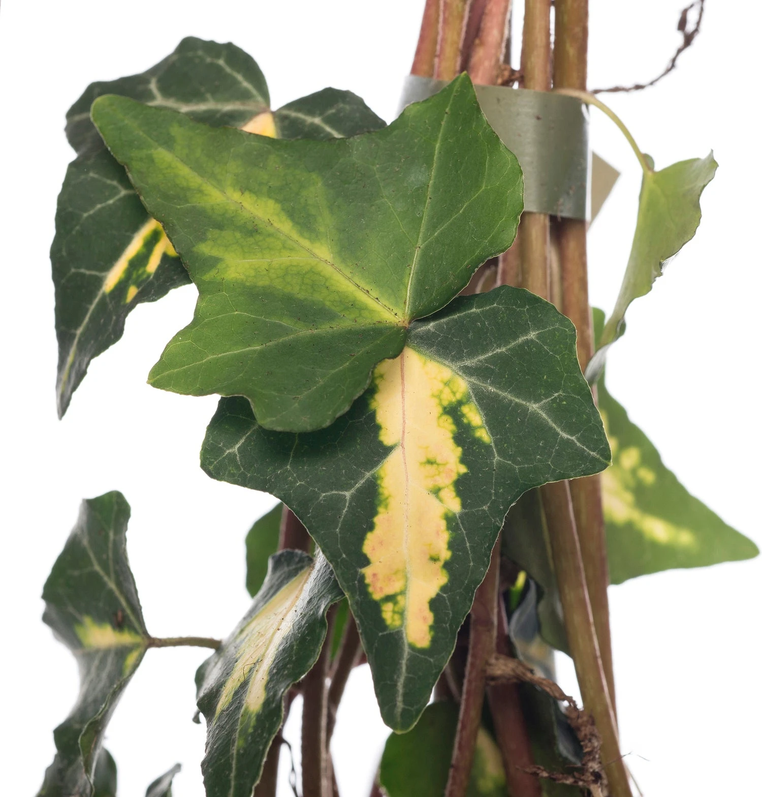 Klimop (Hedera Helix 'Goldheart') D 16 H 75 Cm 4 Klimop (Hedera Helix 'Goldheart') D 16 H 75 Cm - Afbeelding 2