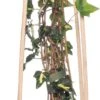 Klimop (Hedera Helix 'Goldheart') D 16 H 75 Cm 2 Klimop (Hedera Helix 'Goldheart') D 16 H 75 Cm -Talen Tools Winkel 8714339260739 1