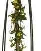Klimop (Hedera Helix 'Goldheart') D 23 H 117 Cm -Talen Tools Winkel 8714339260753 1 1 1