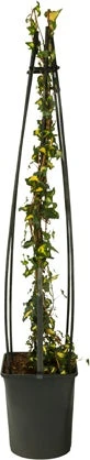 Klimop (Hedera Helix 'Goldheart') D 23 H 117 Cm