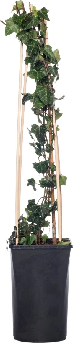 Klimop (Hedera Helix) D 16 H 75 Cm