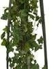 Klimop (Hedera Helix) D 23 H 117 Cm 1 Klimop (Hedera Helix) D 23 H 117 Cm -Talen Tools Winkel 8714339260852 1 1