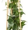 Klimop (Hedera Helix 'Natasja') D 16 H 75 Cm 2 Klimop (Hedera Helix 'Natasja') D 16 H 75 Cm -Talen Tools Winkel 8714339261033 1 1