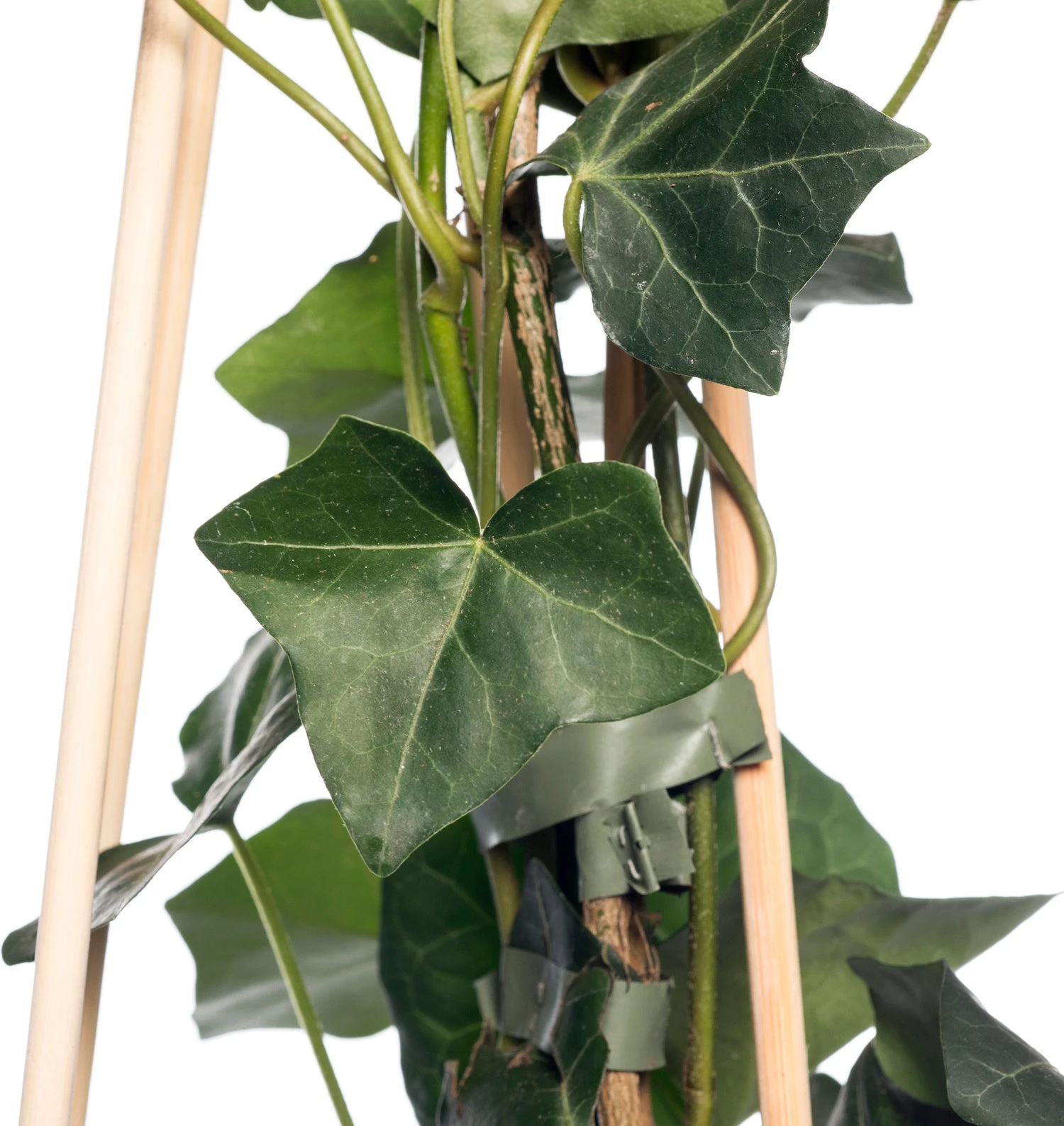 Klimop (Hedera Hibernica) D 16 H 75 Cm 4 Klimop (Hedera Hibernica) D 16 H 75 Cm - Afbeelding 2