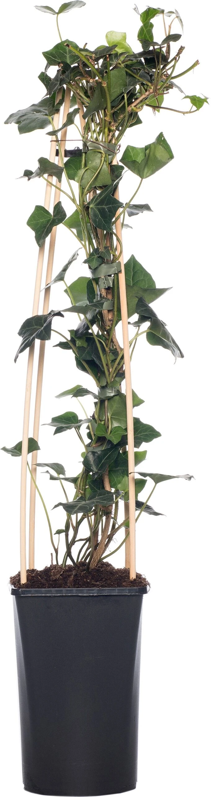 Klimop (Hedera Hibernica) D 16 H 75 Cm 3 Klimop (Hedera Hibernica) D 16 H 75 Cm