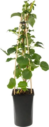 Klimhortensia (Hydrangea Anomala 'Petiolaris') D 16 H 75 Cm