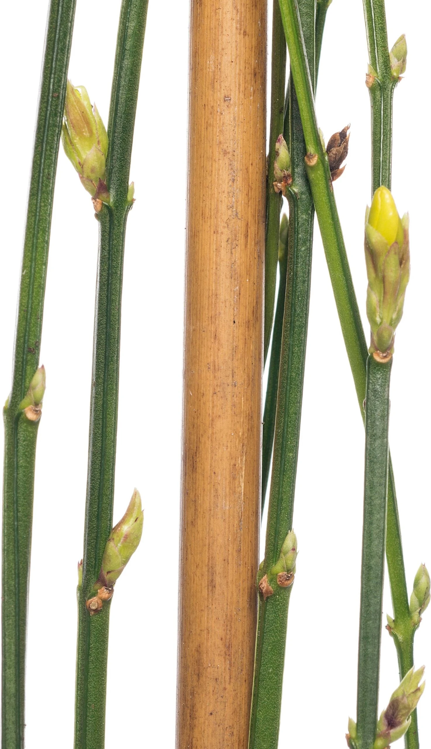 Winterjasmijn (Jasminum Nudiflorum) D 16 H 75 Cm 4 Winterjasmijn (Jasminum Nudiflorum) D 16 H 75 Cm - Afbeelding 2