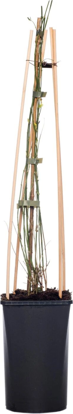 Winterjasmijn (Jasminum Nudiflorum) D 16 H 75 Cm