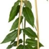 Kamperfoelie (Lonicera Henryi 'Copper Beauty') D 16 H 75 Cm -Talen Tools Winkel 8714339261750 1 1