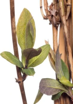 Kamperfoelie (Lonicera Heckrotii 'Goldflame') D 16 H 75 Cm -Talen Tools Winkel 8714339261934 1 2