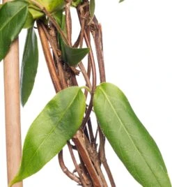 Kamperfoelie (Lonicera Henryi) D 16 H 75 Cm -Talen Tools Winkel 8714339262030 1 2