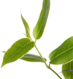 Kamperfoelie (Lonicera Henryi) D 16 H 75 Cm -Talen Tools Winkel 8714339262030 2