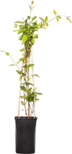 Kamperfoelie (Lonicera Japonica 'Hall's Prolific') D 16 H 75 Cm