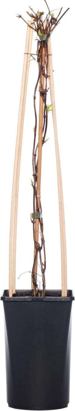 Kamperfoelie (Lonicera Japonica 'Red World') D 16 H 75 Cm