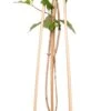 Kamperfoelie (Lonicera Periclymenum) D 16 H 75 Cm -Talen Tools Winkel 8714339262436 1