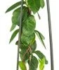 Kamperfoelie (Lonicera Periclymenum 'Belgica Select') D 23 H 117 Cm -Talen Tools Winkel 8714339262559 1 1