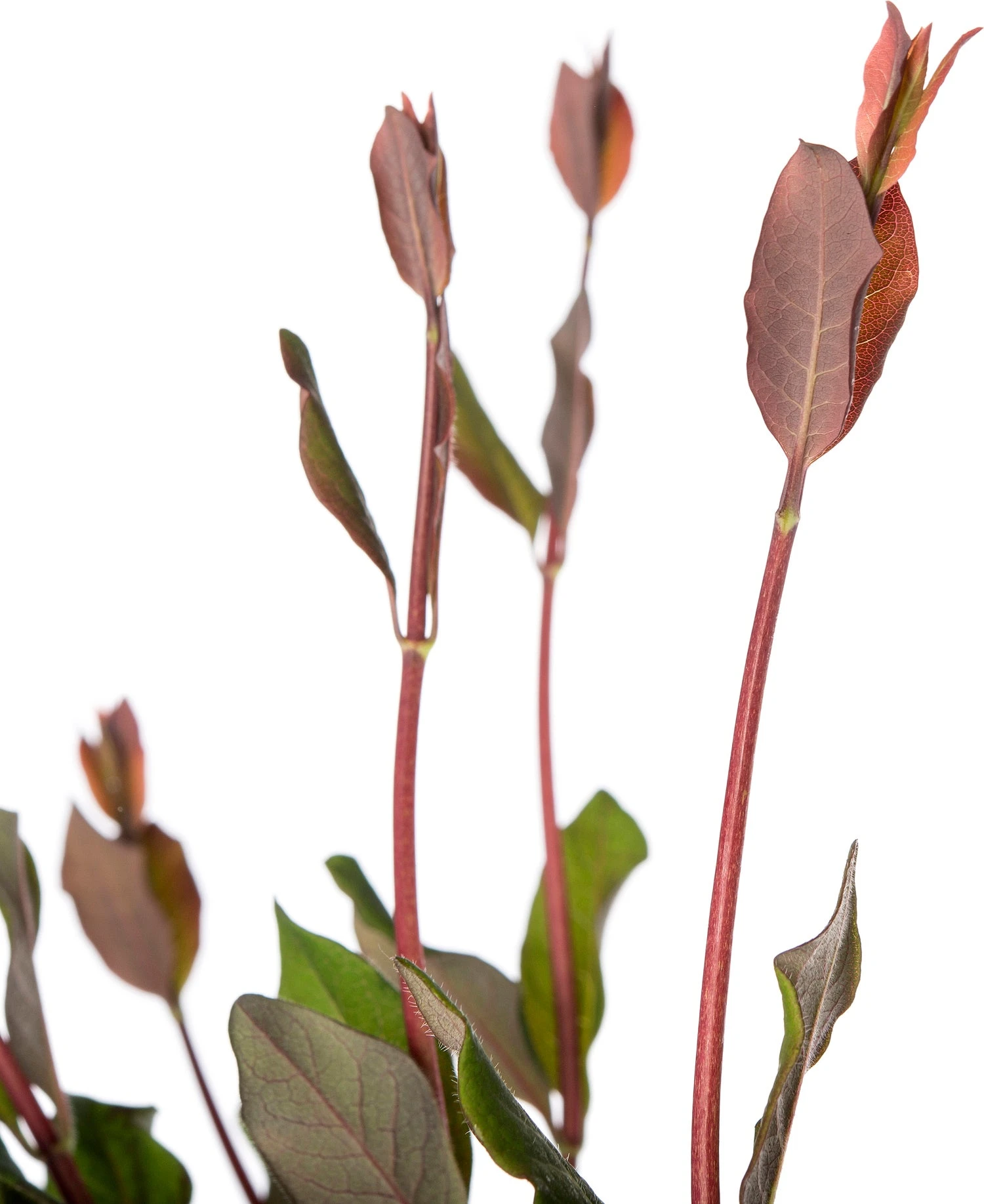 Kamperfoelie (Lonicera Periclymenum 'Serotina') D 16 H 75 Cm 4 Kamperfoelie (Lonicera Periclymenum 'Serotina') D 16 H 75 Cm - Afbeelding 2