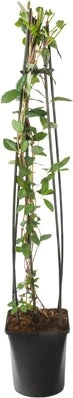 Kamperfoelie (Lonicera Periclymenum 'Serotina') D 23 H 117 Cm