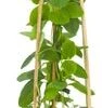 Kamperfoelie (Lonicera Tellmanniana) D 16 H 75 Cm -Talen Tools Winkel 8714339262733 1 1