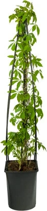 Wilde Wingerd (Parthenocissus Quinquefolia) D 16 H 75 Cm