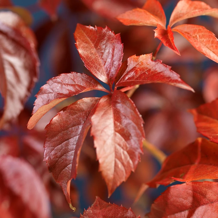 Wilde Wingerd (Parthenocissus Quinquefolia) D 16 H 75 Cm 4 Wilde Wingerd (Parthenocissus Quinquefolia) D 16 H 75 Cm - Afbeelding 2
