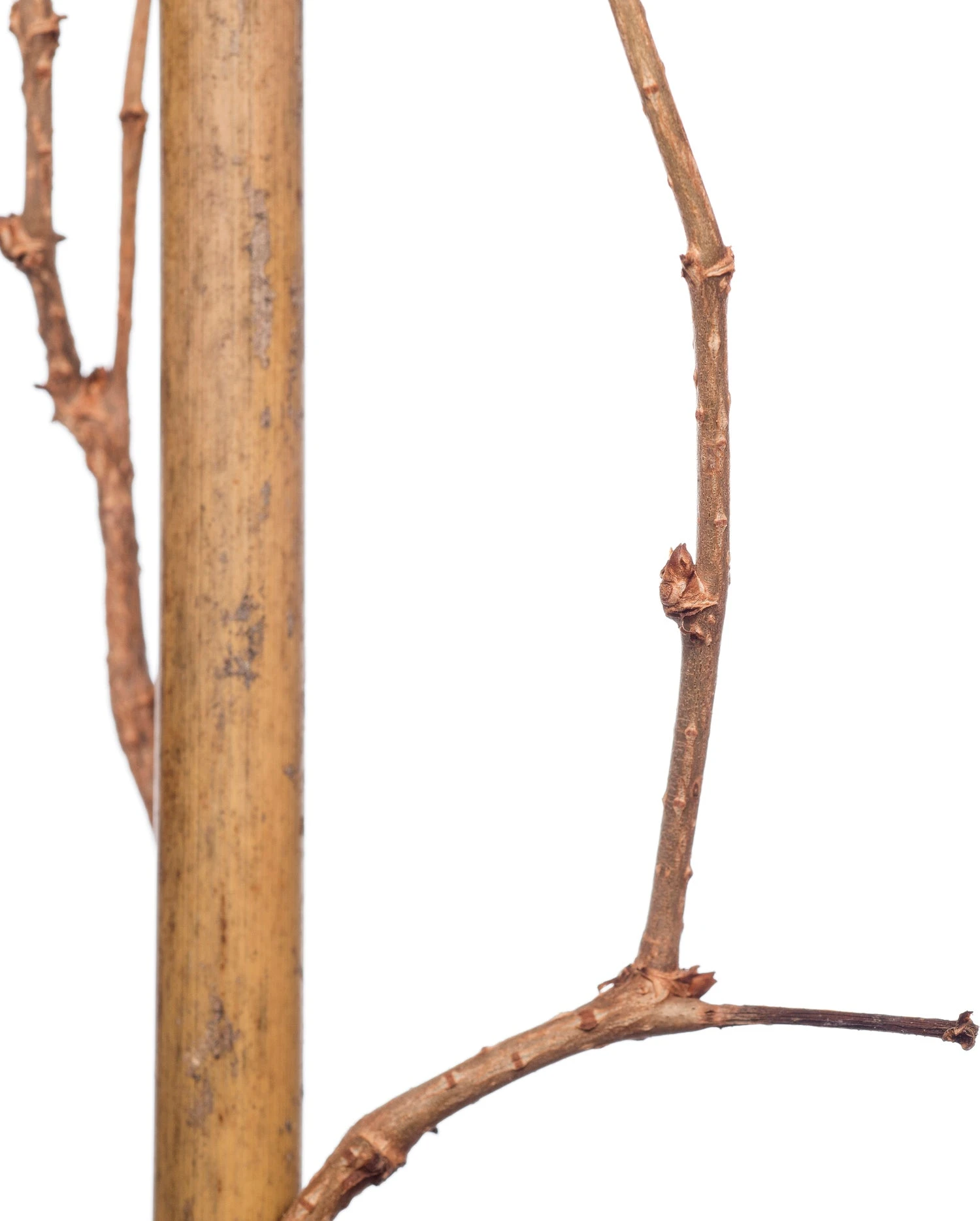 Wilde Wingerd (Parthenocissus Tricuspidata 'Veitchii') D 16 H 75 Cm 4 Wilde Wingerd (Parthenocissus Tricuspidata 'Veitchii') D 16 H 75 Cm - Afbeelding 2