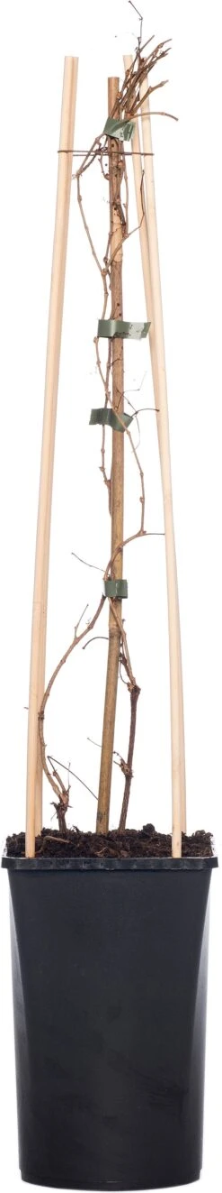 Wilde Wingerd (Parthenocissus Tricuspidata 'Veitchii') D 16 H 75 Cm