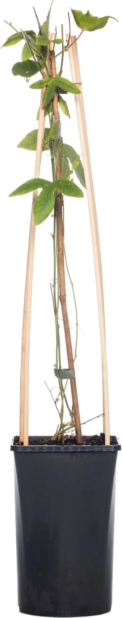 Passiebloem (Passiflora 'Amethyst') D 16 H 75 Cm