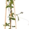 Passiebloem (Passiflora Caerulea) D 16 H 75 Cm -Talen Tools Winkel 8714339263334 1