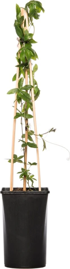 Passiebloem (Passiflora Caerulea) D 16 H 75 Cm