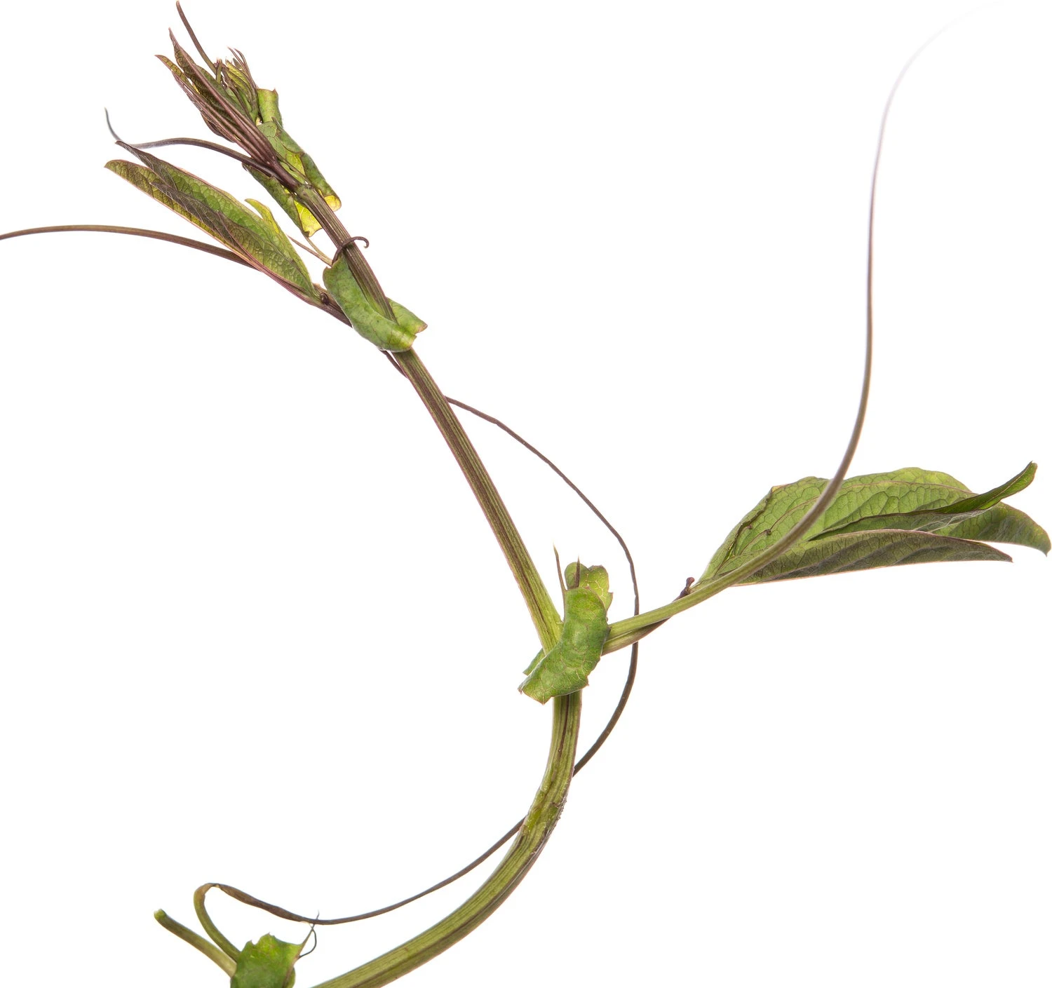 Passiebloem (Passiflora Caerulea) D 16 H 75 Cm 4 Passiebloem (Passiflora Caerulea) D 16 H 75 Cm - Afbeelding 2