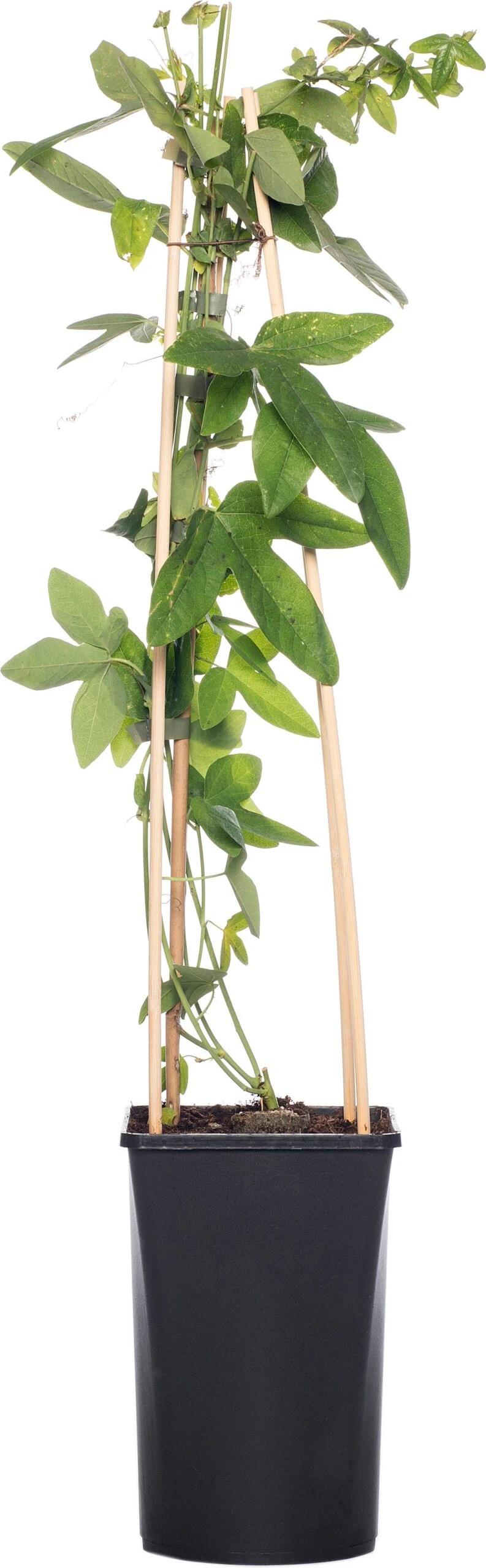 Passiebloem (Passiflora 'Purple Haze') D 16 H 75 Cm 3 Passiebloem (Passiflora 'Purple Haze') D 16 H 75 Cm