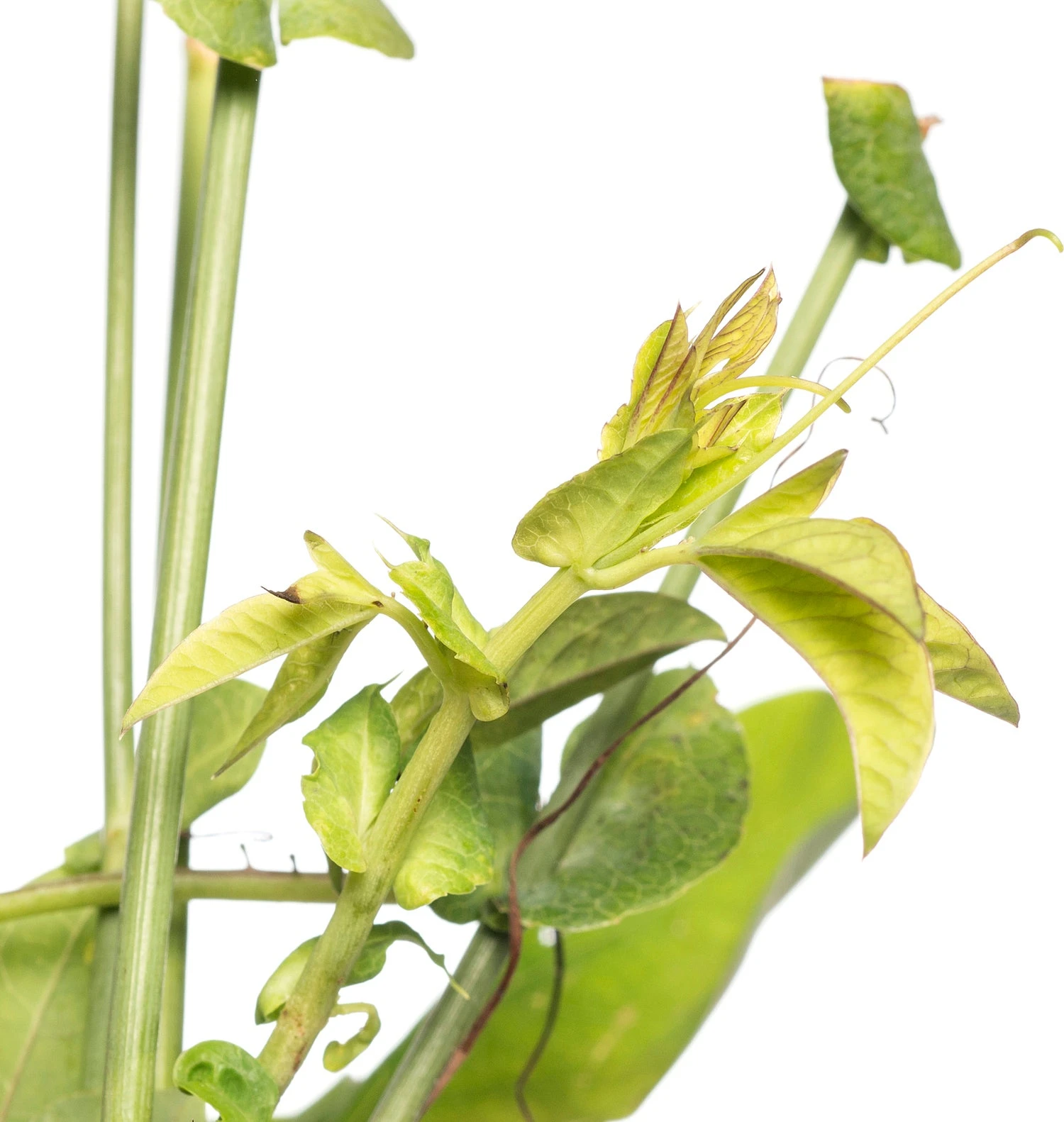 Passiebloem (Passiflora 'Purple Haze') D 16 H 75 Cm 4 Passiebloem (Passiflora 'Purple Haze') D 16 H 75 Cm - Afbeelding 2