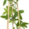 Passiebloem (Passiflora 'Purple Rain') D 16 H 75 Cm -Talen Tools Winkel 8714339263631 1 1