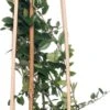 Vuurdoorn (Pyracantha Coccinea 'Red Column') D 16 H 75 Cm -Talen Tools Winkel 8714339263839 1