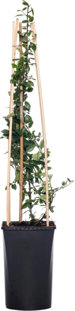 Vuurdoorn (Pyracantha Coccinea 'Red Column') D 16 H 75 Cm