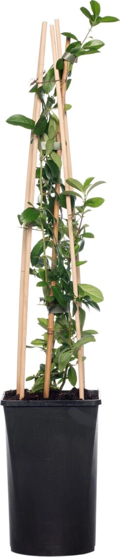 Vuurdoorn (Pyracantha 'Orange Charmer') D 16 H 75 Cm