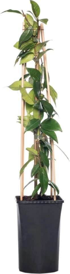 Toscaanse Jasmijn (Trachelospermum Jasminoides) D 16 H 75 Cm