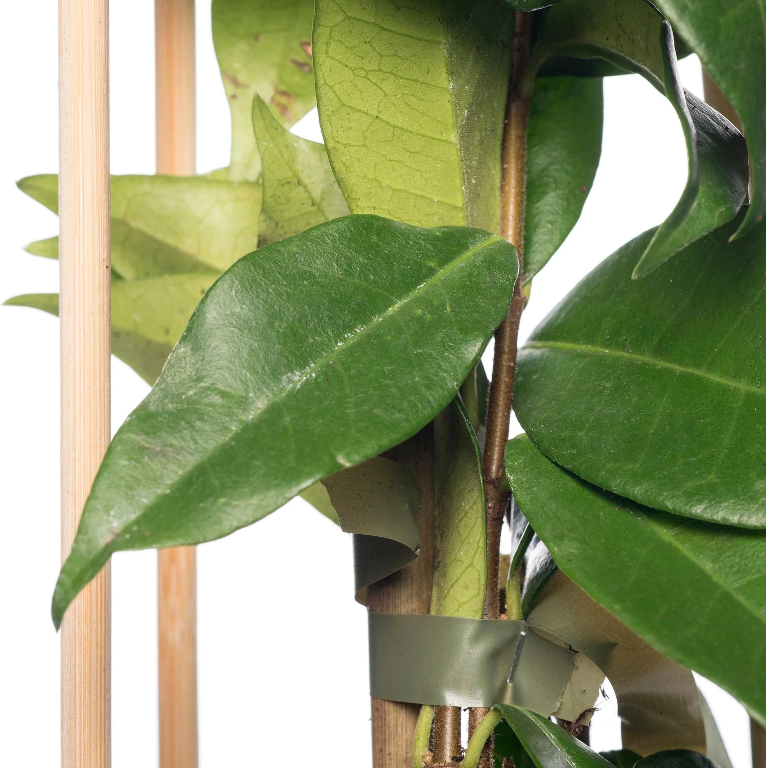 Toscaanse Jasmijn (Trachelospermum Jasminoides) D 16 H 75 Cm 4 Toscaanse Jasmijn (Trachelospermum Jasminoides) D 16 H 75 Cm - Afbeelding 2