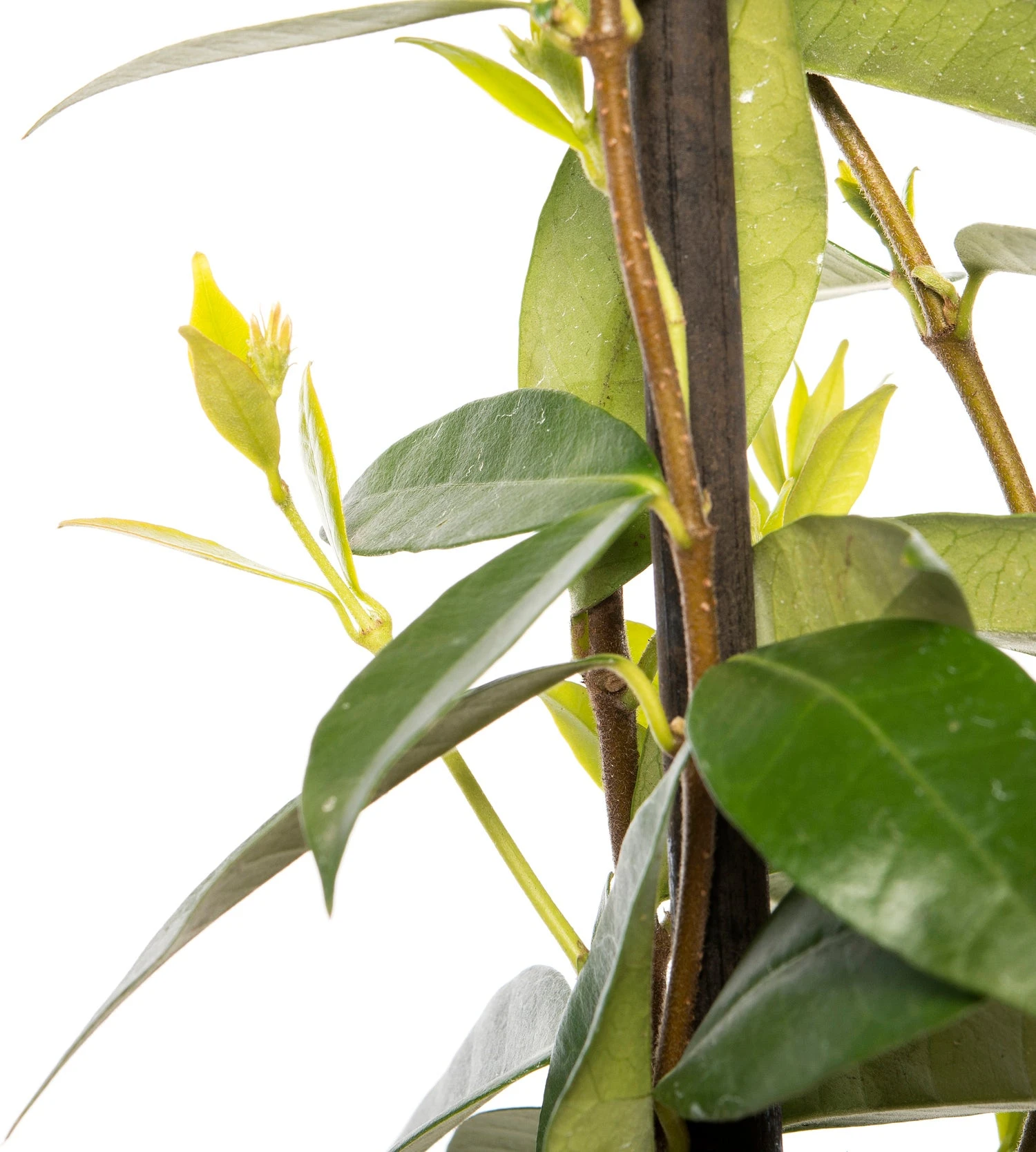 Toscaanse Jasmijn (Trachelospermum Jasminoides) D 23 H 117 Cm 4 Toscaanse Jasmijn (Trachelospermum Jasminoides) D 23 H 117 Cm - Afbeelding 2